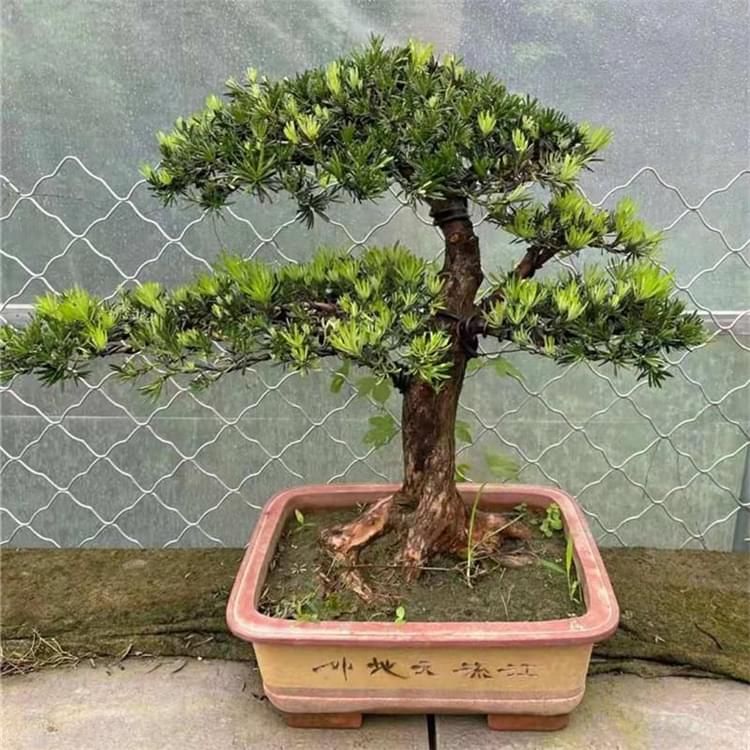 楚园春中叶罗汉松盆景