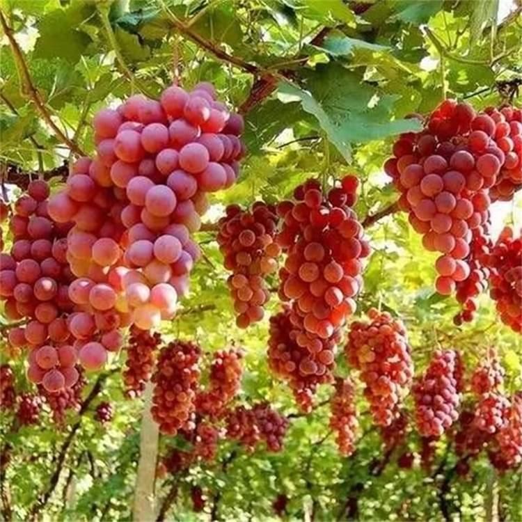 楚园春葡萄