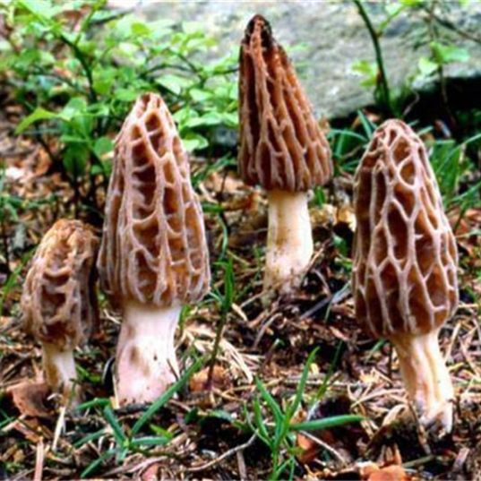黄山头羊肚菌