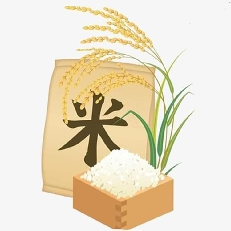 楚园春丰两优香1号大米