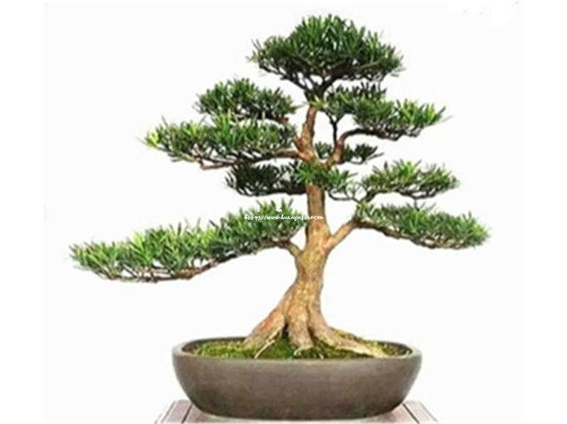 楚园春中叶罗汉松盆景
