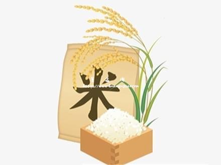 楚园春丰两优香1号大米